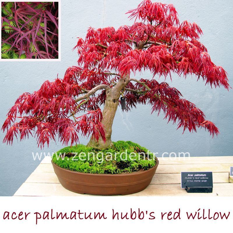 Acer palmatum akçaağaç tohumu hubbs red willow