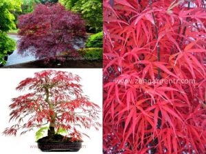 Acer palmatum akçaağaç tohumu hubbs red willow