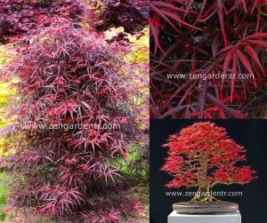 Acer palmatum akçaağaç tohumu hubbs red willow