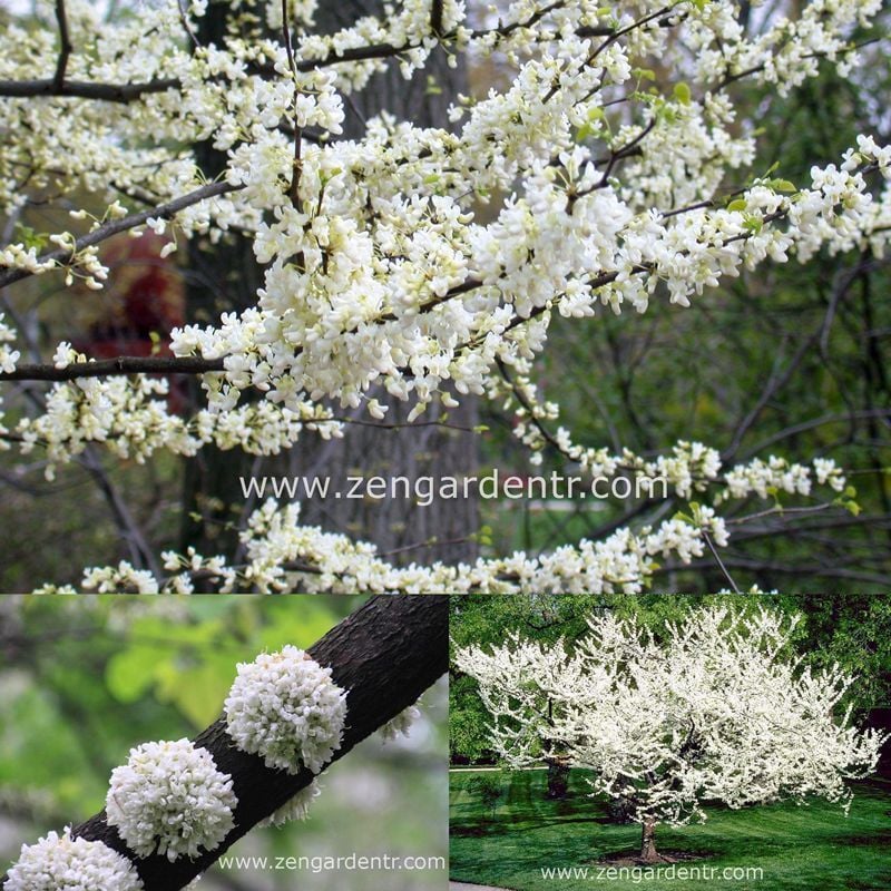 Beyaz erguvan ağacı fidesi cercis canadensis alba