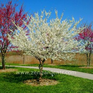 Beyaz erguvan ağacı fidesi cercis canadensis alba