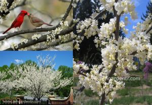 Beyaz erguvan ağacı fidesi cercis canadensis alba