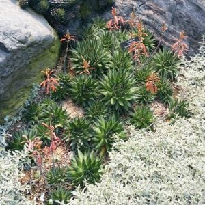 Aloe aristata sukulent bitki