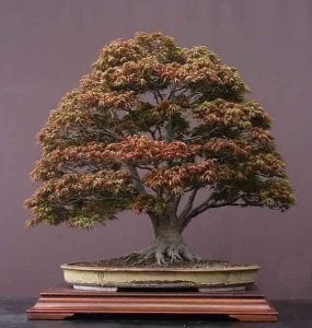 Acer platanoides akça ağaç tohumu norveç norway maple