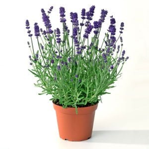 Impressa lavanta fidesi lavandula angustifolia