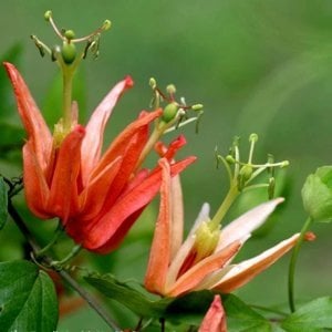 Passiflora aurantia fidanı