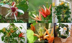 Passiflora aurantia fidanı
