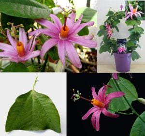 Passiflora tulae fidanı