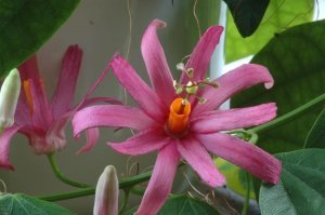 Passiflora tulae fidanı