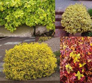 Yer örtücü altın taflan fidanı euonymus fortunei emerald n gold