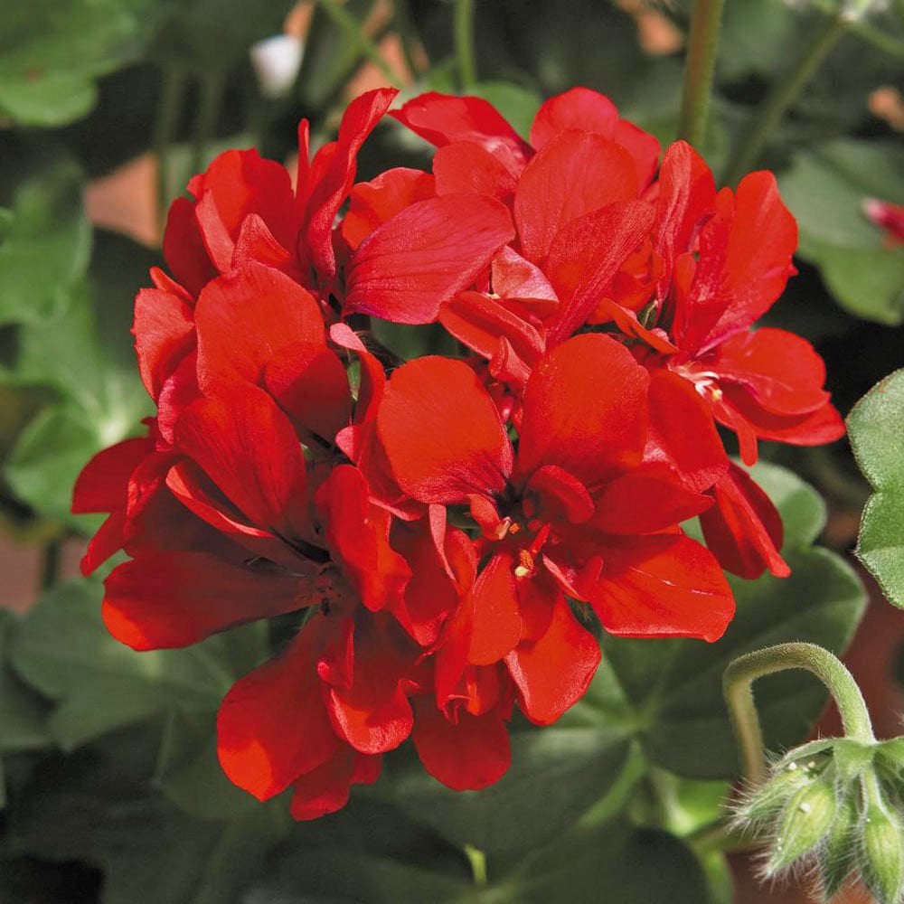 Kırmızı sarkan sakız sardunya fidesi ithal pelargonium ivy red