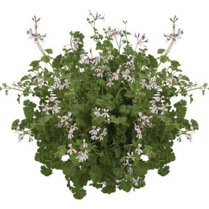 Muskat kokulu sardunya pelargonium odorata nutmeg