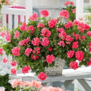 Roze sarkan sakız sardunya fidesi ithal pelargonium ivy rose