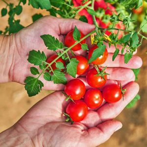 İri boy çeri domates tohumu big red cherry kiraz tipi heirloom