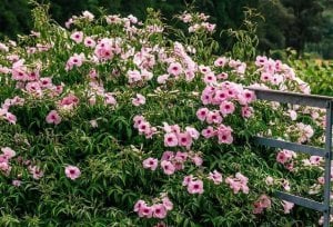 Pembe pandorea yasemini fidanı saksıda pandorea jasminoides