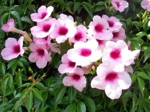 Pembe pandorea yasemini fidanı saksıda pandorea jasminoides