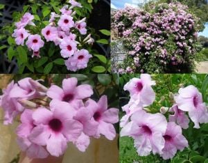 Pembe pandorea yasemini fidanı saksıda pandorea jasminoides