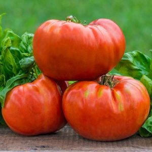 Çiftlik domatesi tohumu geleneksel tip delicious tomato seeds heirloom