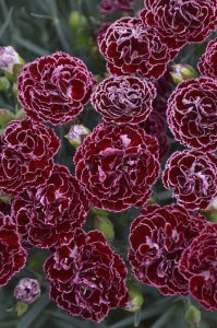 Kokulu burgundy lace karanfil fidesi dianthus sweet pleasure