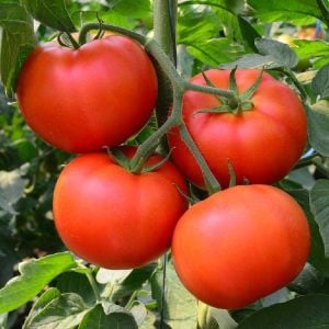 Geleneksel bostan domatesi tohumu homestead tomato heirloom