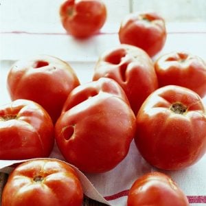 Geleneksel bostan domatesi tohumu homestead tomato heirloom