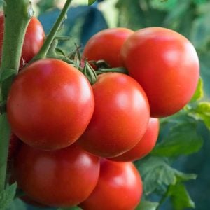 Geleneksel bostan domatesi tohumu homestead tomato heirloom