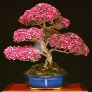 Leptospermum tohumu kırmızı beyaz çiçekli bonsai uygun