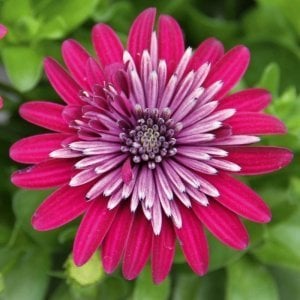 Katlı menekşe bodrum papatyası fidesi ithal osteospermum double bright violet