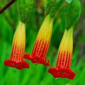 Kırmızı brugmansia sanguinea fidanı red angels trumpet parfüm kokulu