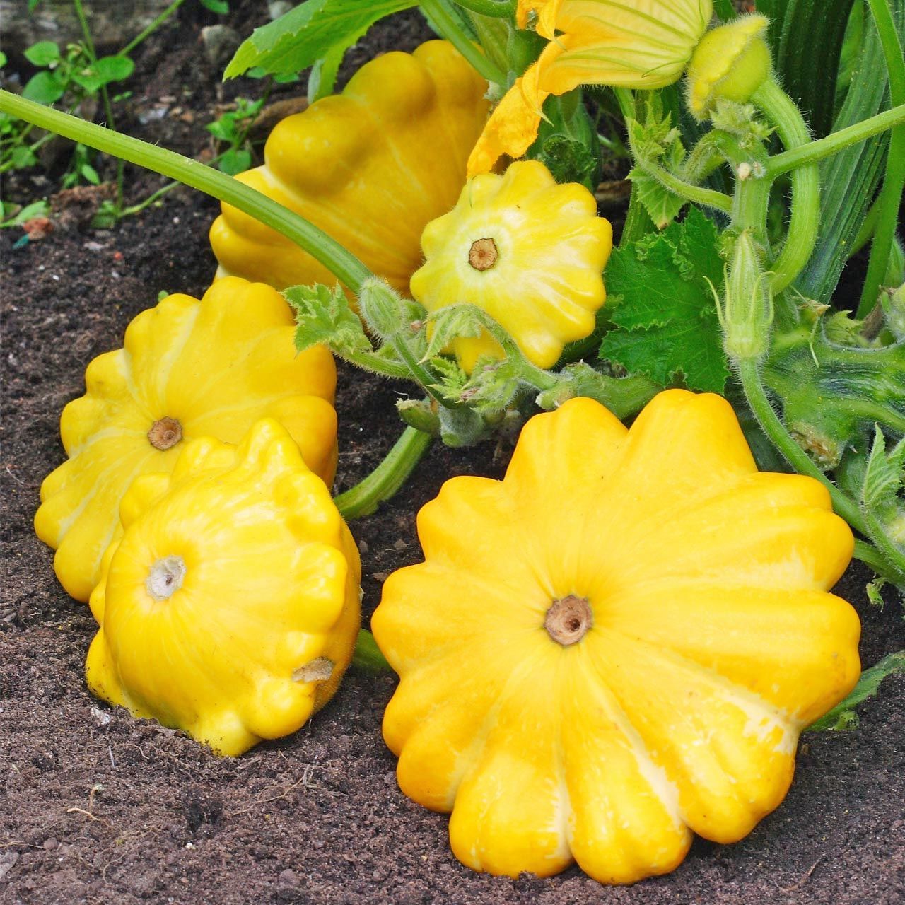 Sarı istiridye kabak tohumu Atalık yaz kabağı çalı tipi