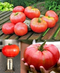 Mortgage lifter domates tohumu ipotek kaldıran bereketli geleneksel bahçe domatesi