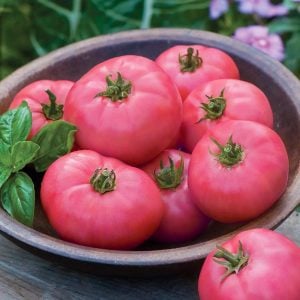 Dev ponderosa pembe domates tohumu ince kabuklu ponderosa pink beefsteak heirloom tomato