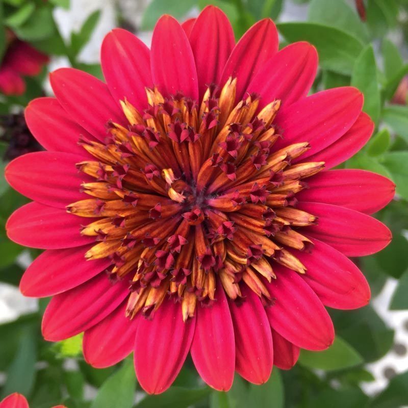 Katlı kırmızı bodrum papatyası fidesi ithal osteospermum double red