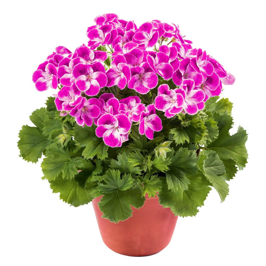 Pinkerbell sardunya fidesi canan pelargonium