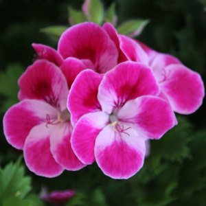 Pinkerbell sardunya fidesi canan pelargonium