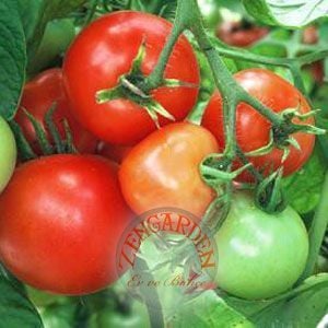 Erkenci domates tohumu soğuğa dayanıklı sub arctic plenty heirloom tomato