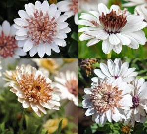 Katlı bakır bodrum papatyası fidesi ithal osteospermum double copper