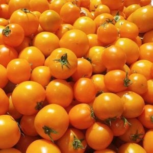 Sarı domates tohumu golden sunray tomato atalık