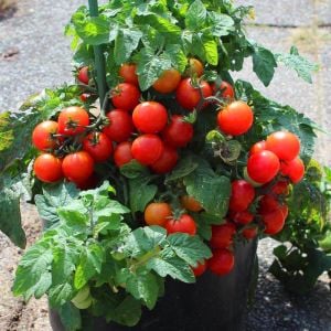 Tiny tim saksılık domates tohumu en verimli oturak tip