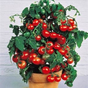 Tiny tim saksılık domates tohumu en verimli oturak tip