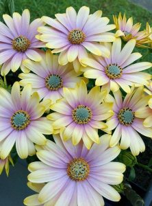 Limon pembe bodrum papatyası fidesi ithal osteospermum erato lemon pink