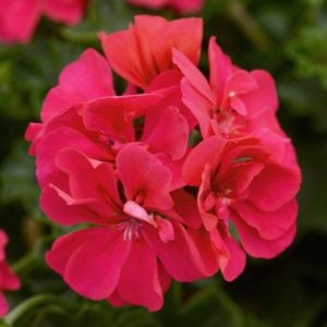 Parlak mercan sakız sardunya fidesi temprano hot coral pelargonium