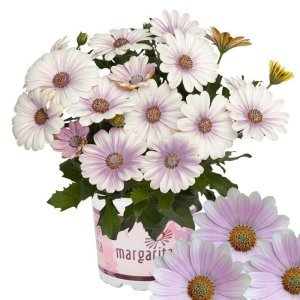 Bebek pembe bodrum papatyası fidesi ithal osteospermum erato soft pink