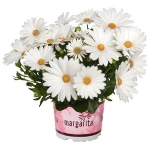 Krem bodrum papatyası fidesi ithal osteospermum erato compact creme