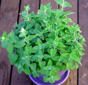 Limonlu kedi nanesi fidesi nepeta cataria lemon catmint