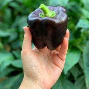 Mor dolmalık biber tohumu sweet purple beauty bell pepper