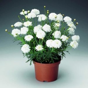 Katlı beyaz çeşme papatyası fidesi argyranthemum double white