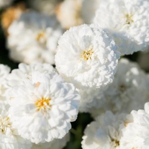 Katlı beyaz çeşme papatyası fidesi argyranthemum double white