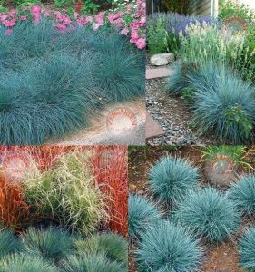 Mavi festuca çim fidesi blue fescue glauca