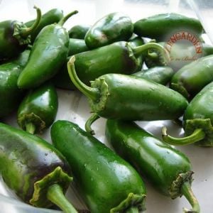 Jalapeno orta acı biber tohumu